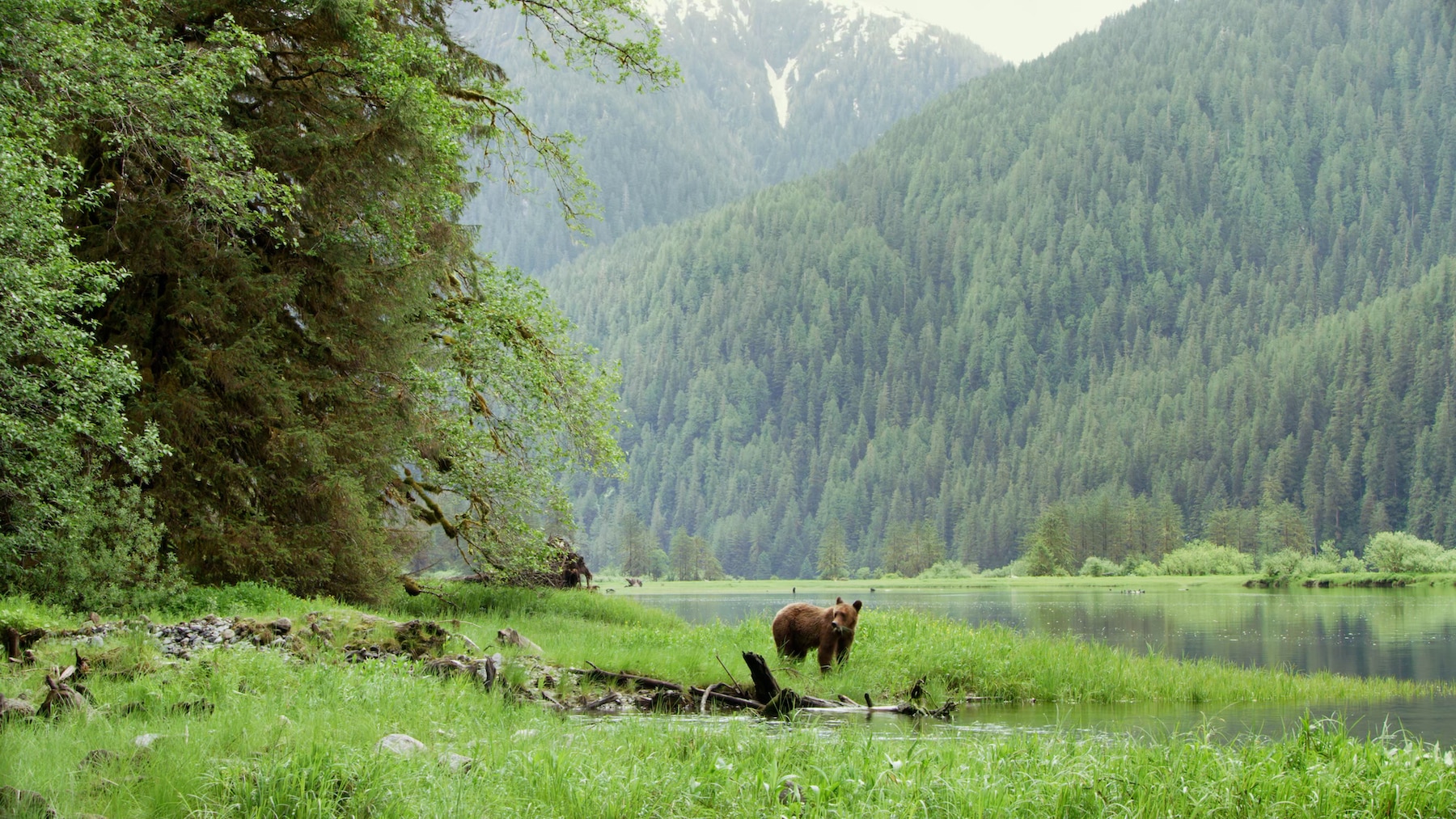 Great Bear Rainforest