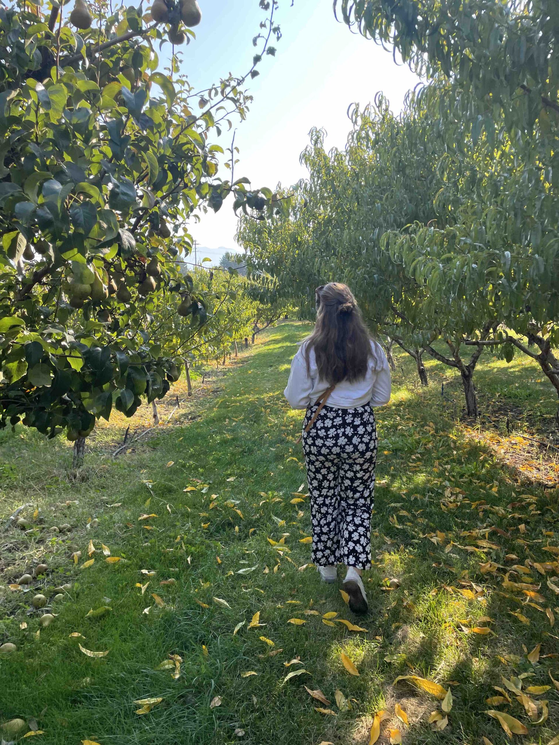 Picking fruit on a fall day in Kelowna