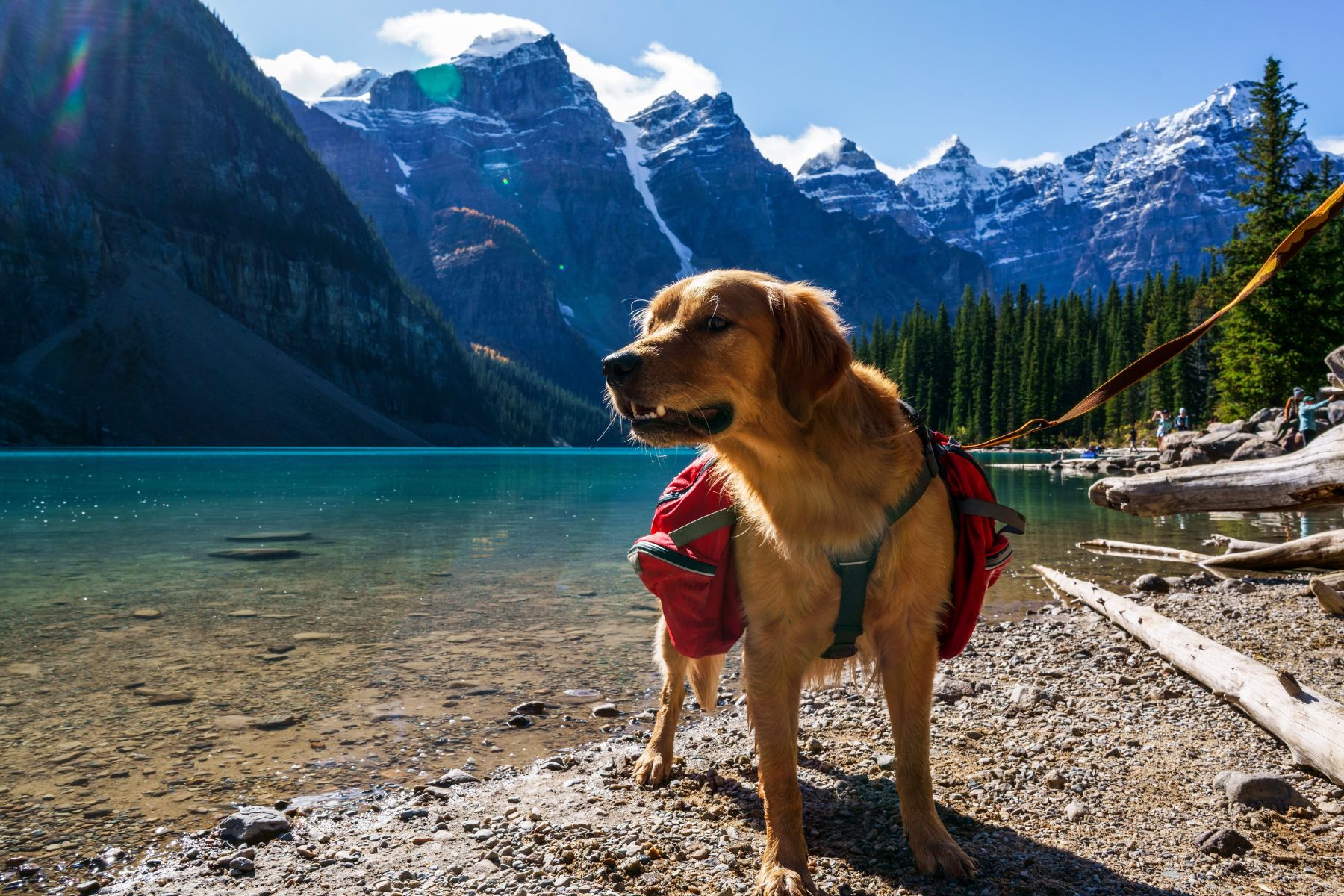dogs at Moraine Lake