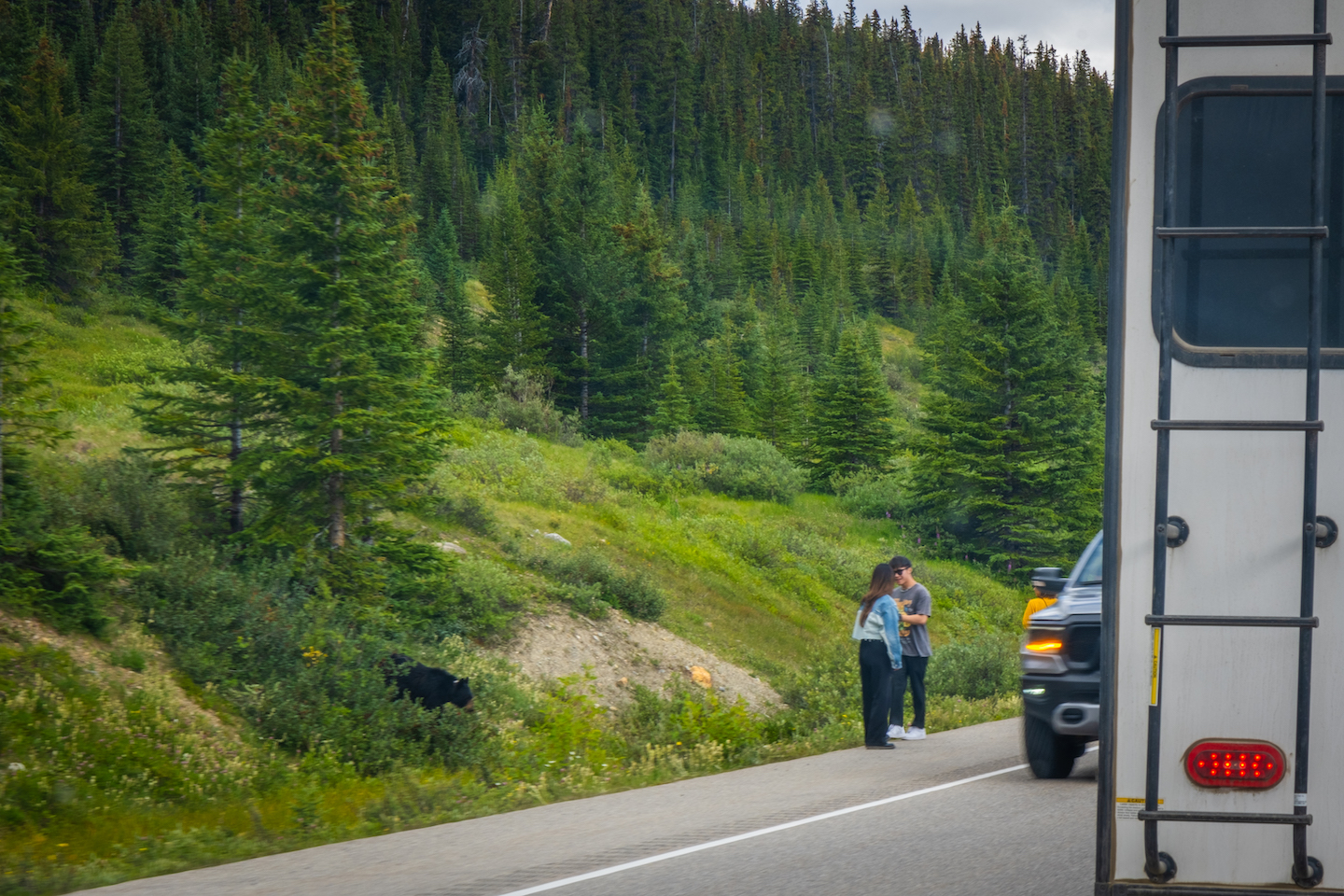 bad tourists getting out of their car for a bear in banff