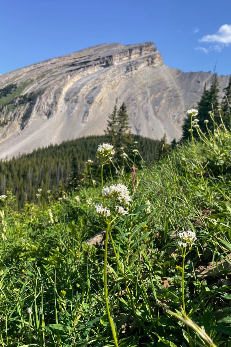 wildflowers  with mountains in the background along the trail to picklejar lakes
