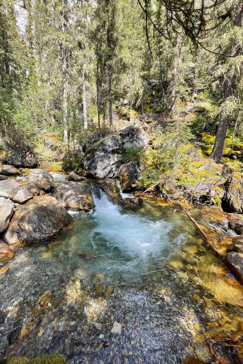 Galatea Creek in the pine forest along the trail to Lillian and Galatea Lakes