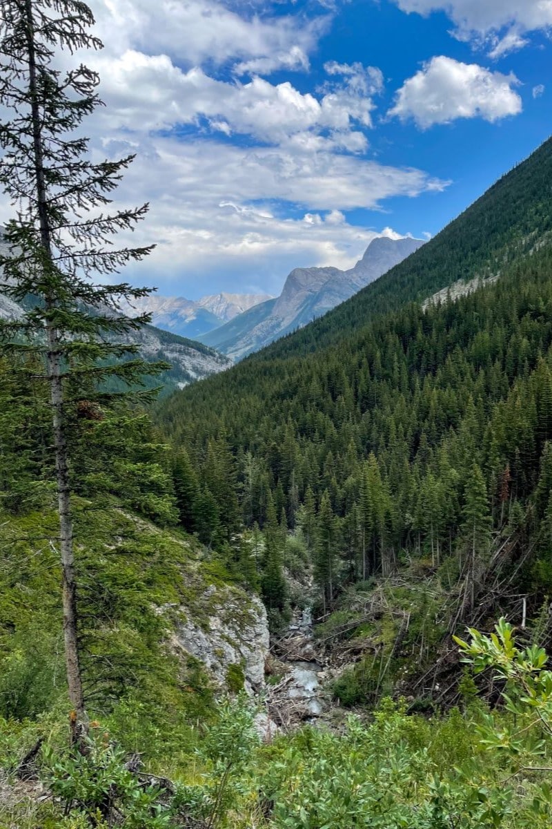 Galatea creek with mountains in the background