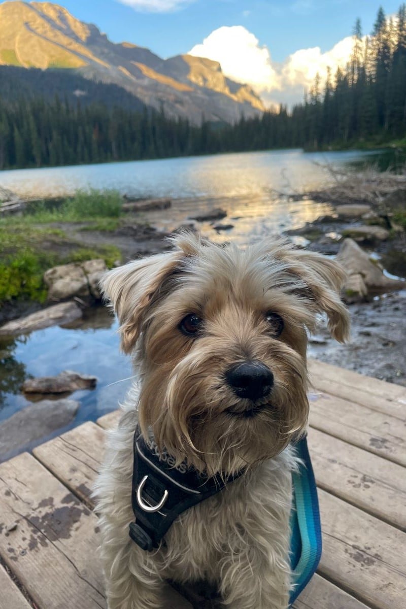 Small dog beside Lillian Lake at sunset