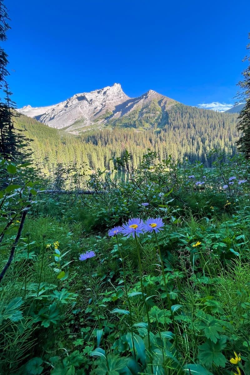 wildflowers lillian lake kananaskis