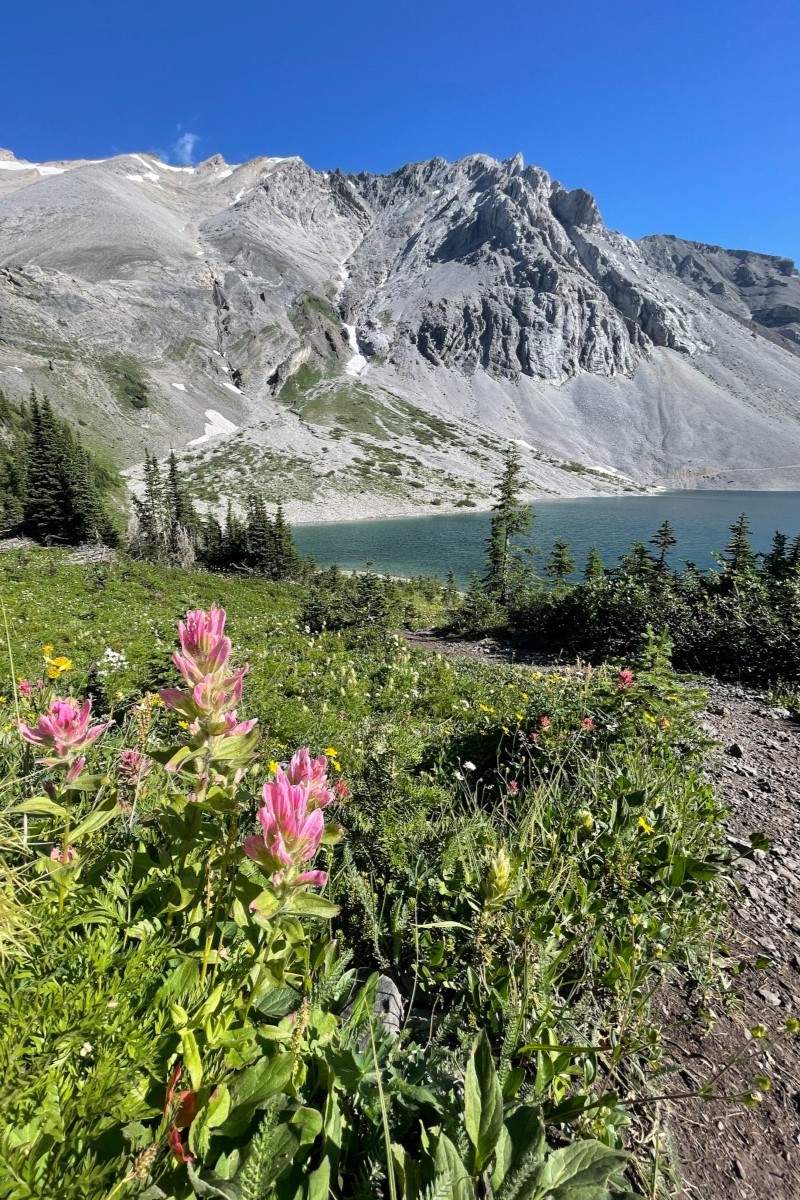 Galatea lakes wildflowers Kananaskis