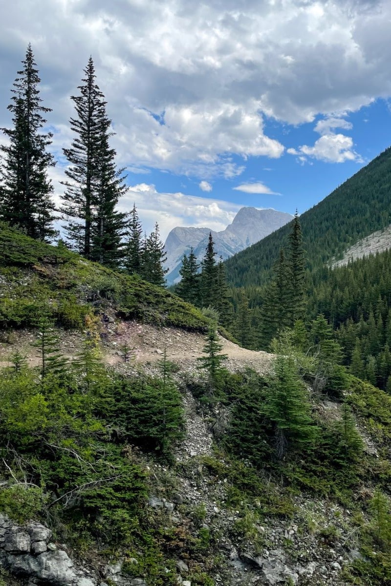 Galatea creek trail opens up with mountains in the background