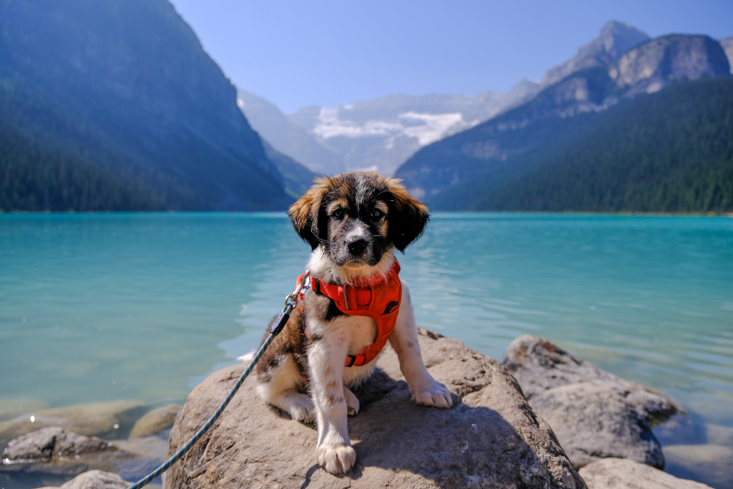 Everest The Puppy At The Lake Louise Shoreline