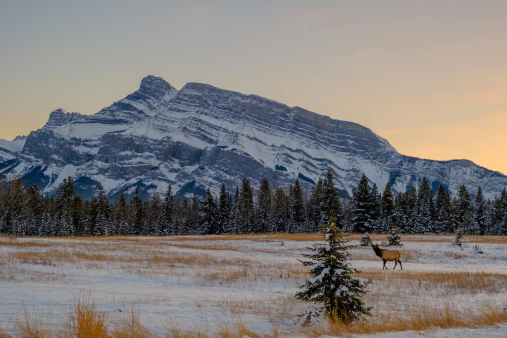 Take a Banff Wildlife Tour