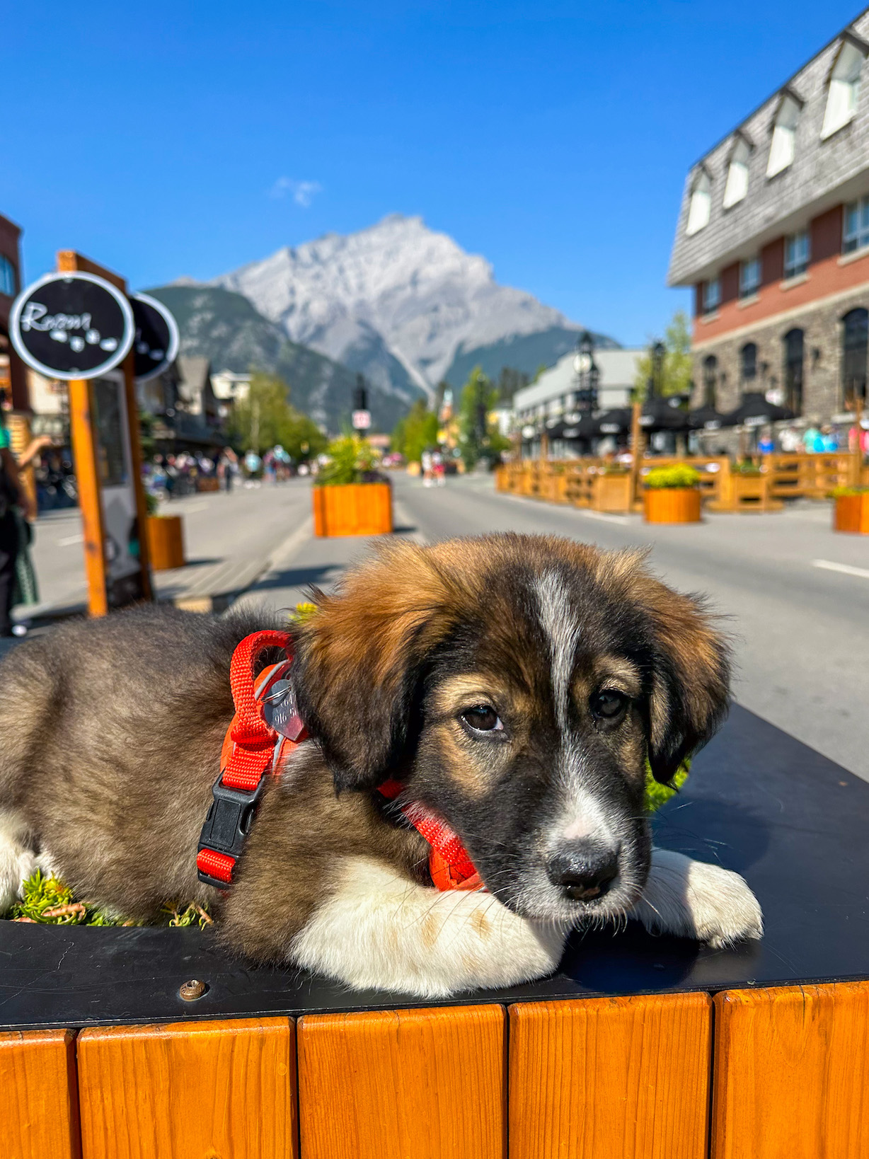 cute dogs on Banff Avenue