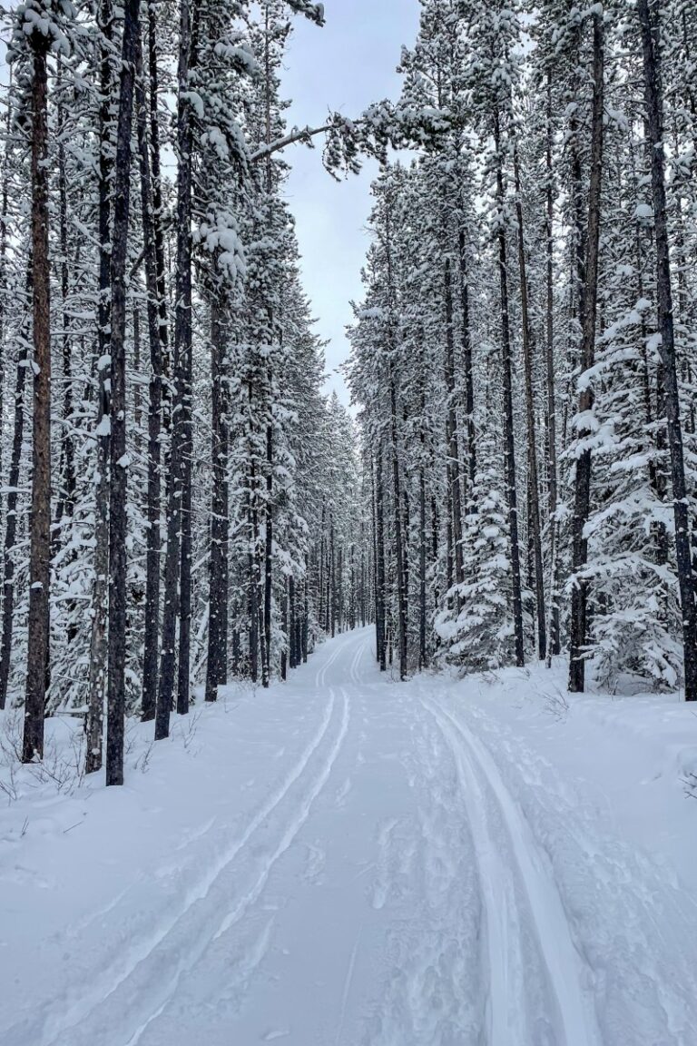 5 BEST Places to CrossCountry Ski in Kananaskis