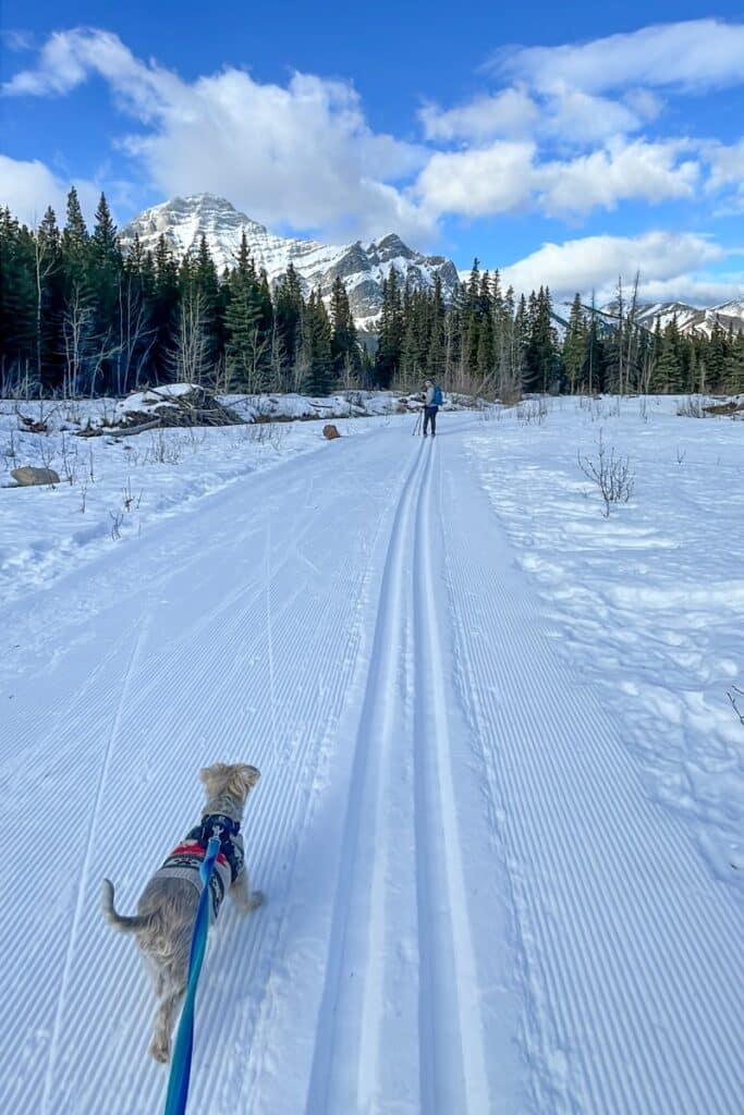 5 BEST Places to CrossCountry Ski in Kananaskis