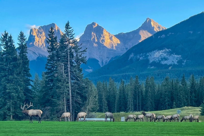 Elk herd enjoying one of the soccer fields in Canmore