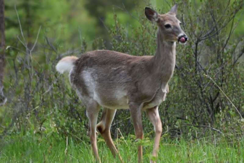 A White tailed deer in green grass