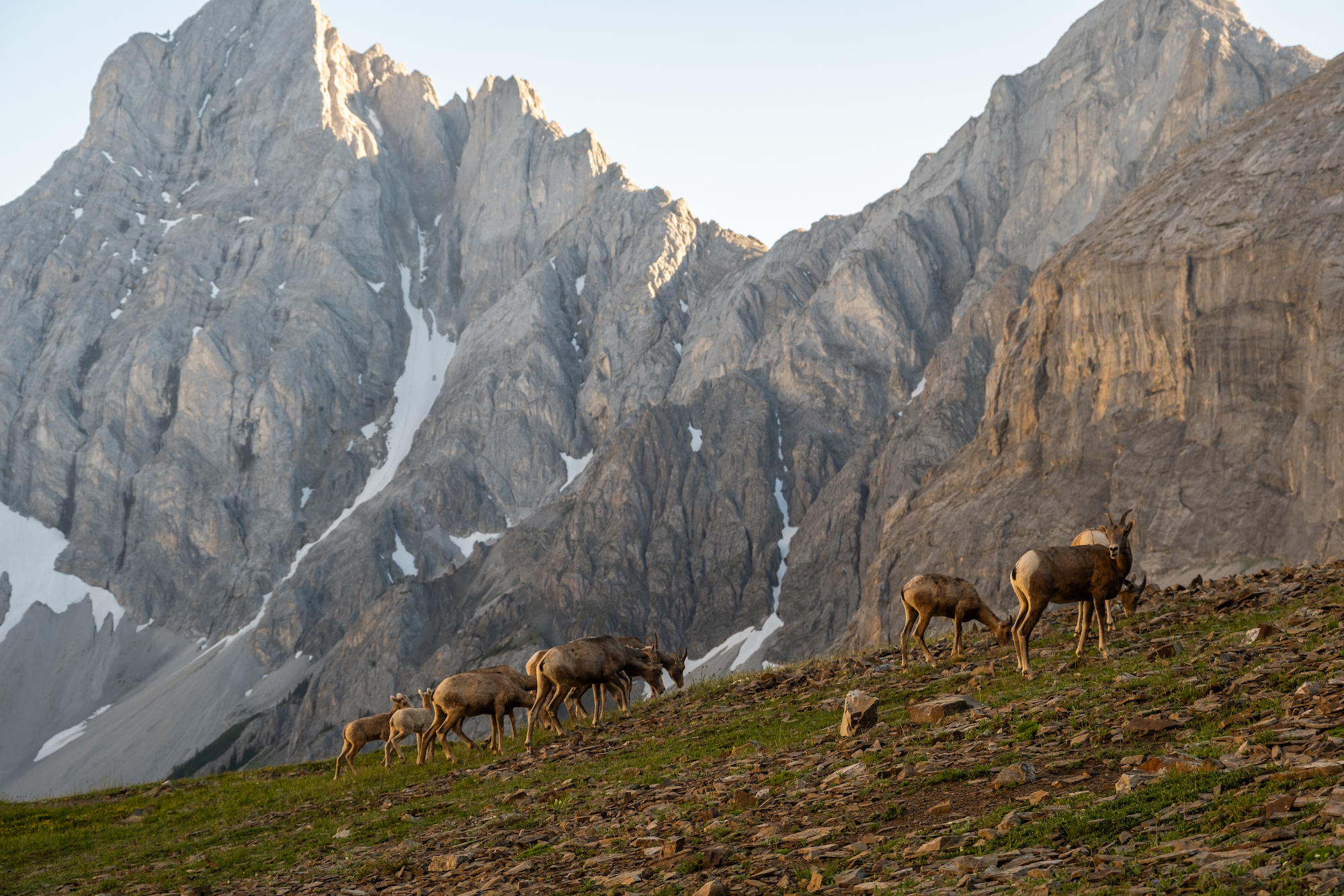 A herd of bighorn sheep sit below Piper Pass in Kananaskis Country Of Canada