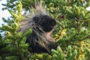 A Complete Guide to the Wildlife in Banff