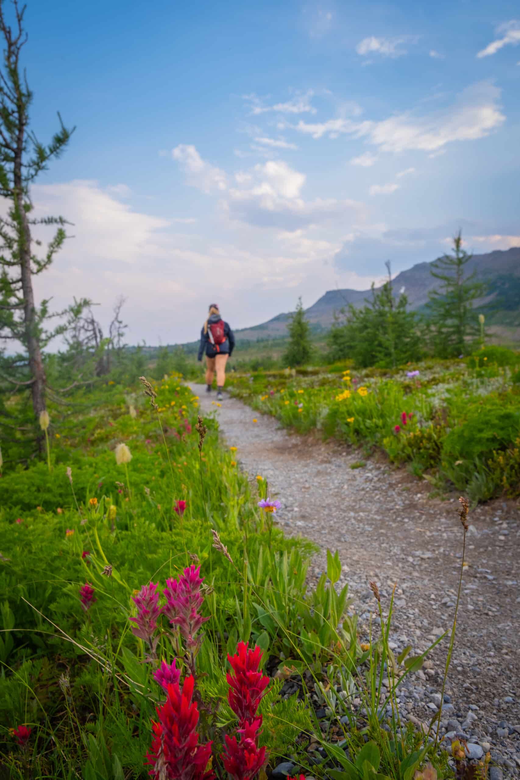 Sunshine Meadows-wildflowers