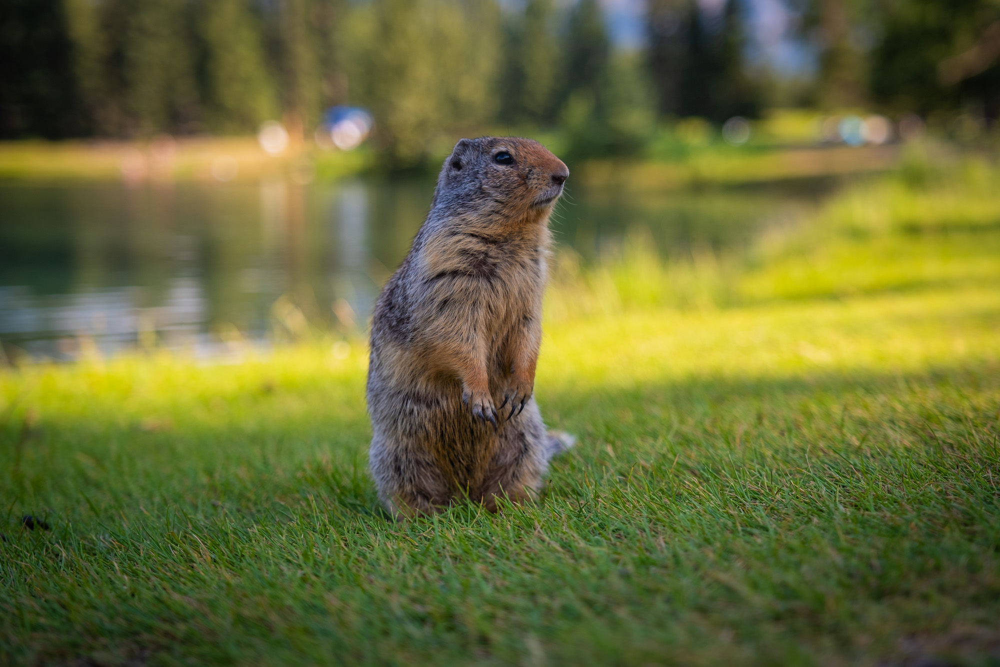 ground squirrel in banff