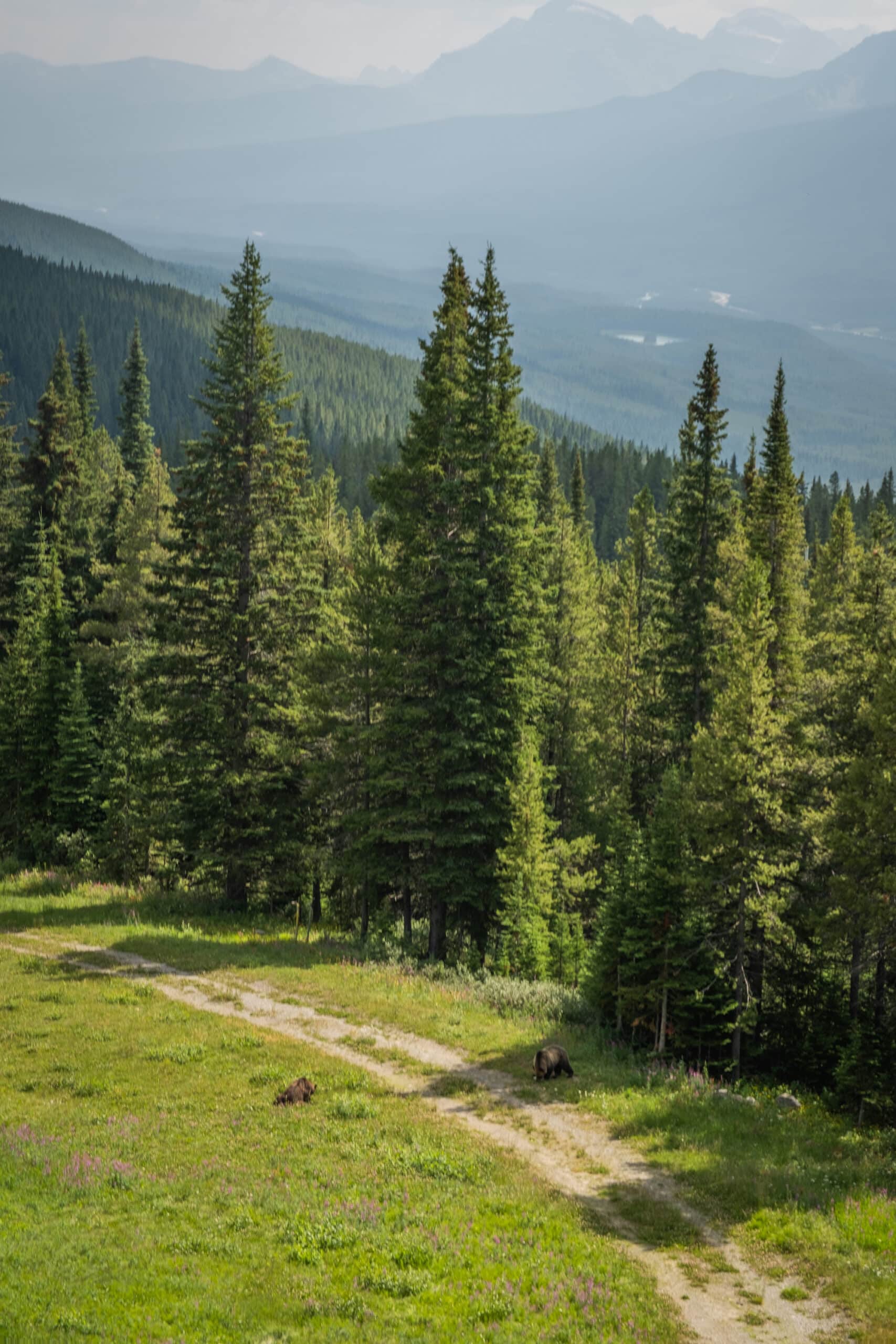 wildlife on lake louise summer gondola