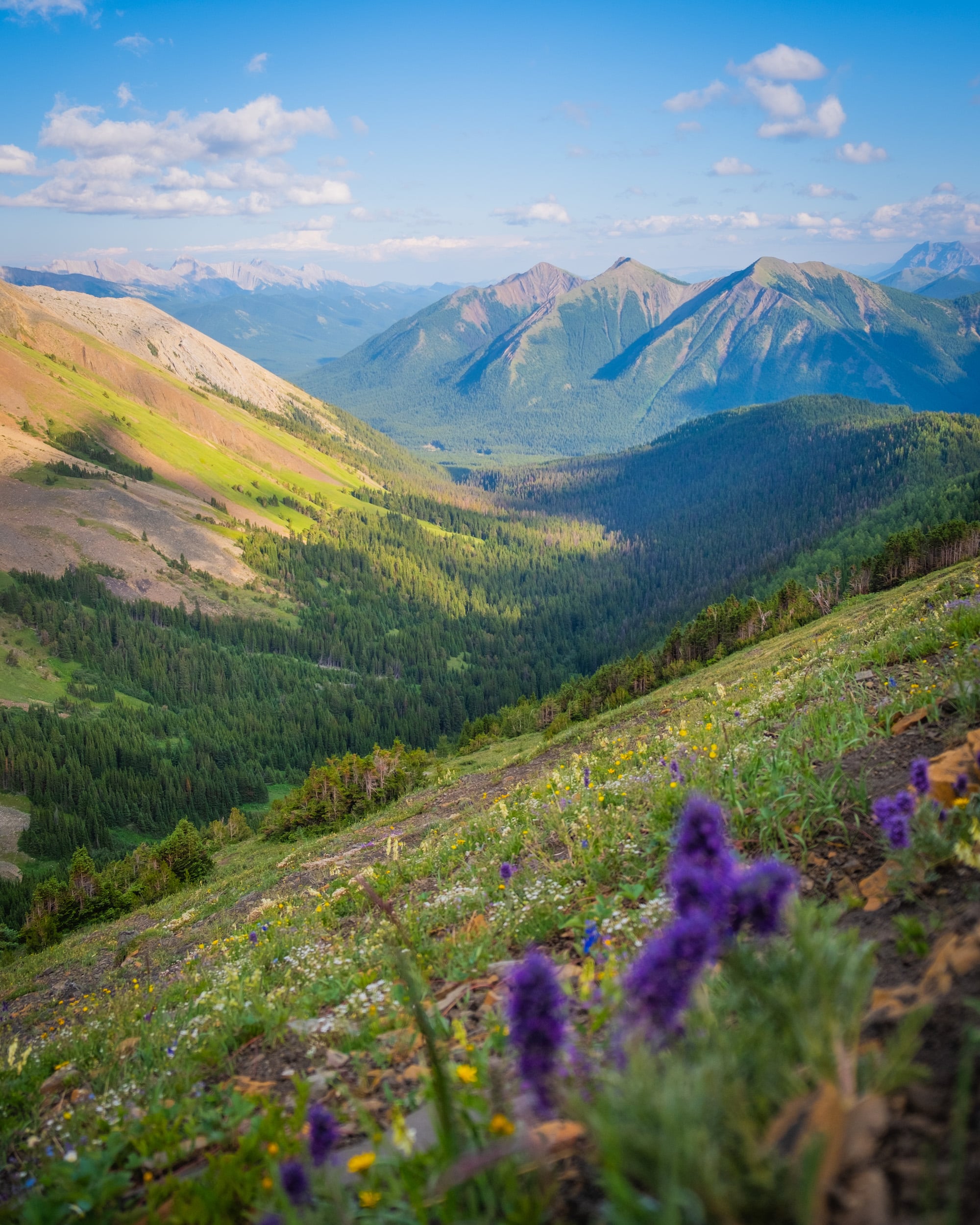 wildflower hikes in the rockies