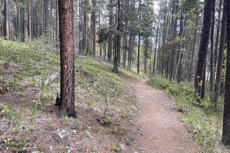 Trail to Alymer Lookout