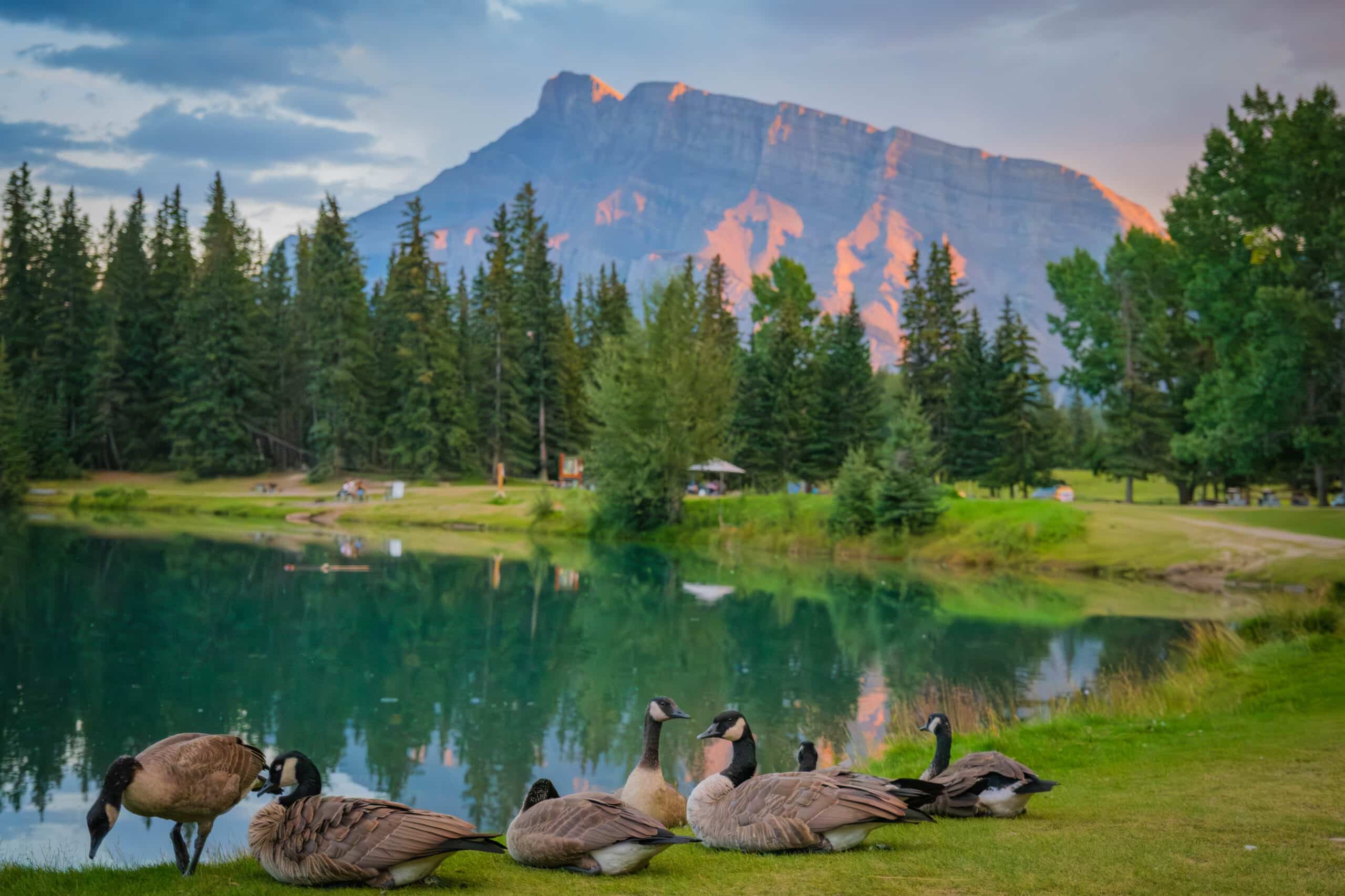geese at cascade ponds