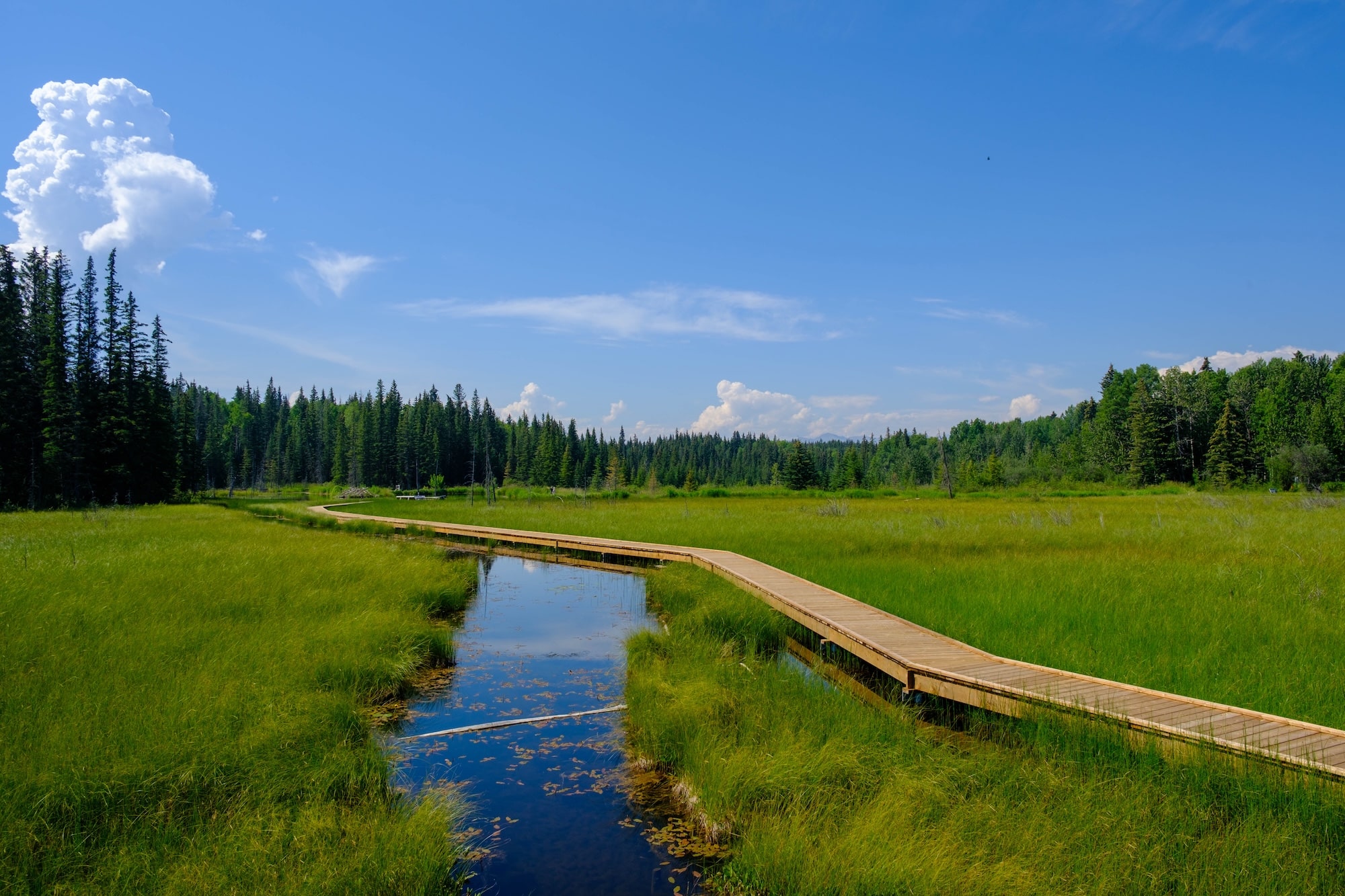 beaver boardwalk in hinton 