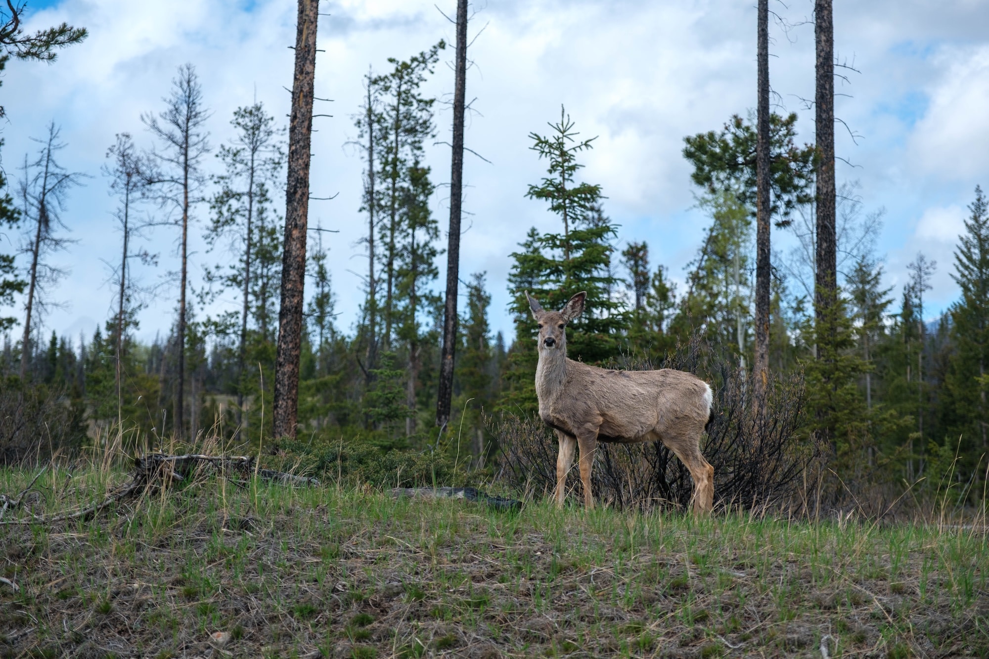 deer in jasper