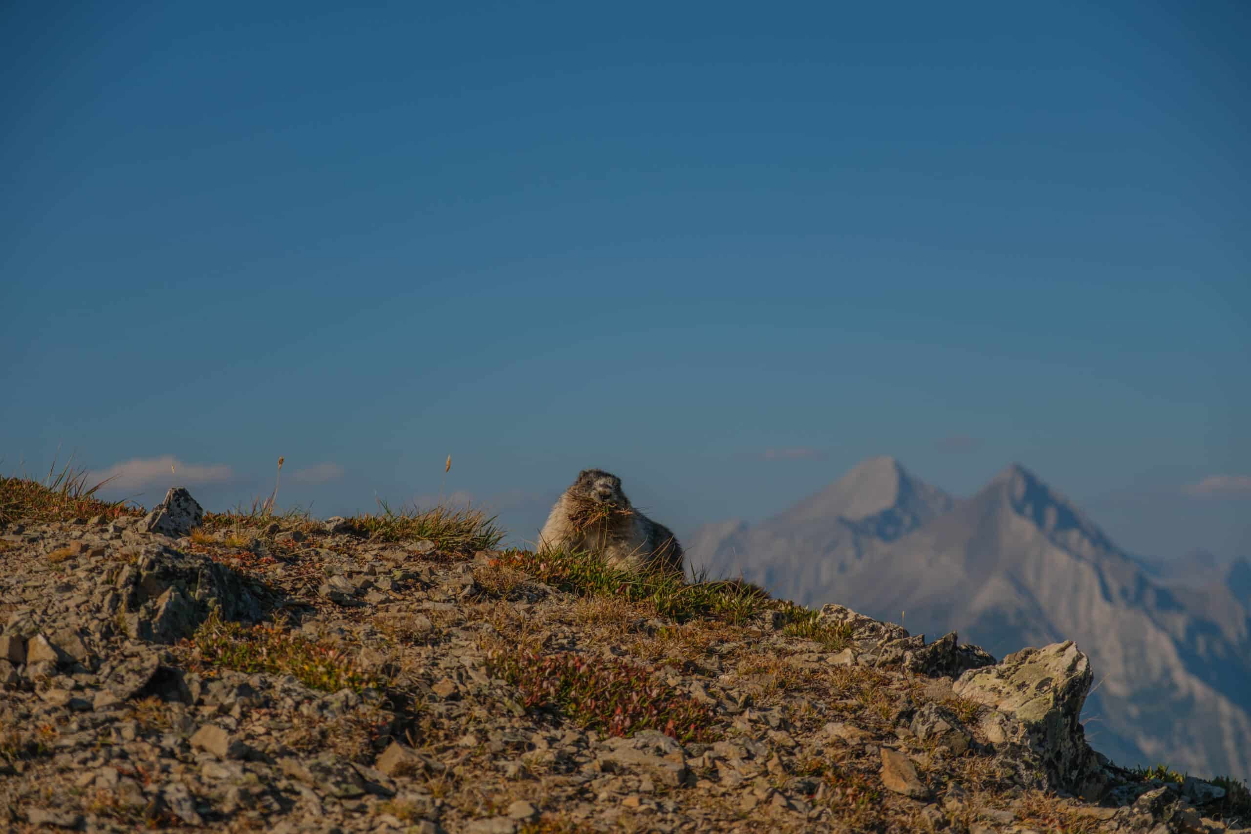 cheeky marmot on tent ridge