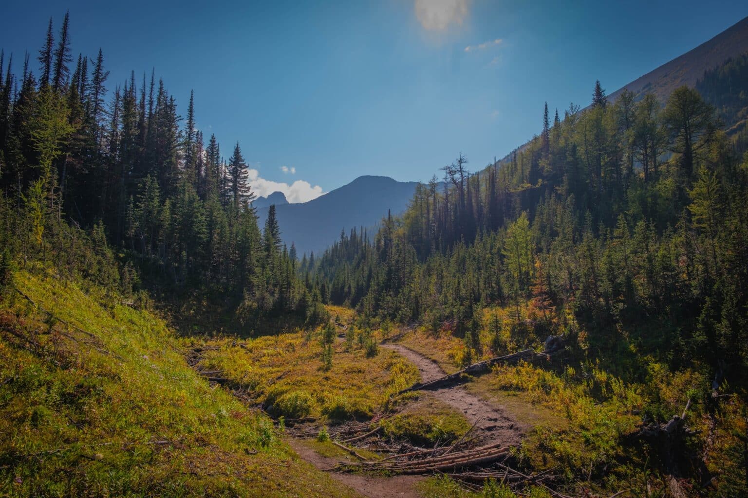 How to Hike Tent Ridge Trail in Kananaskis Country