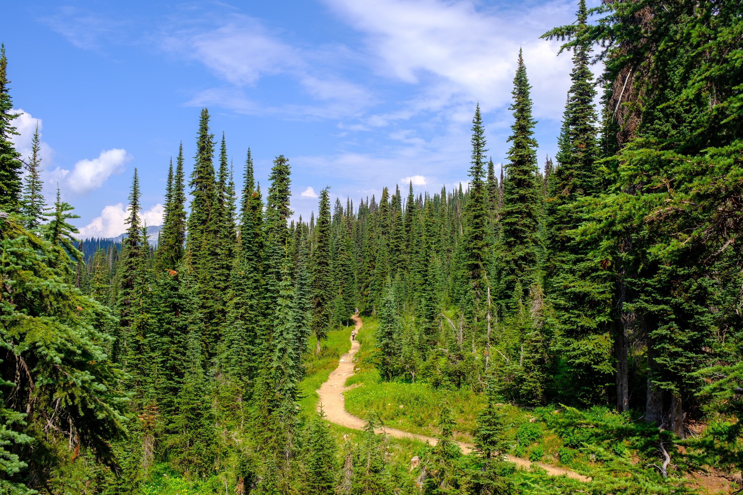 Trail In Mount Revelstoke National Park