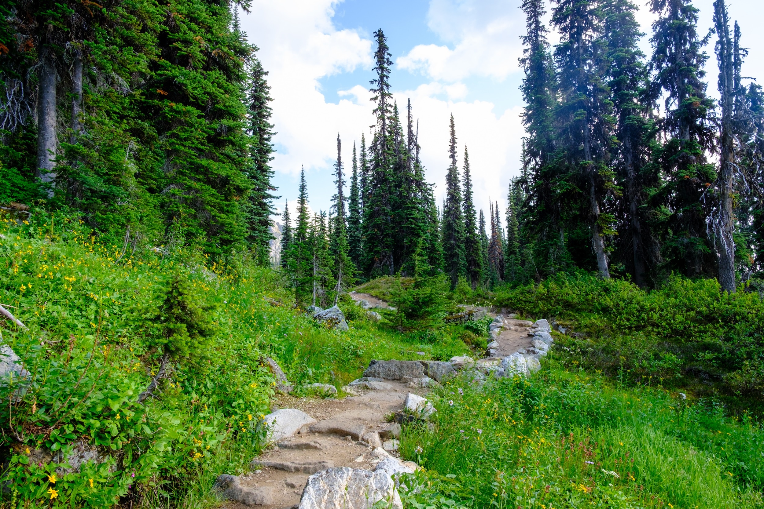 Trail To Miller Lake