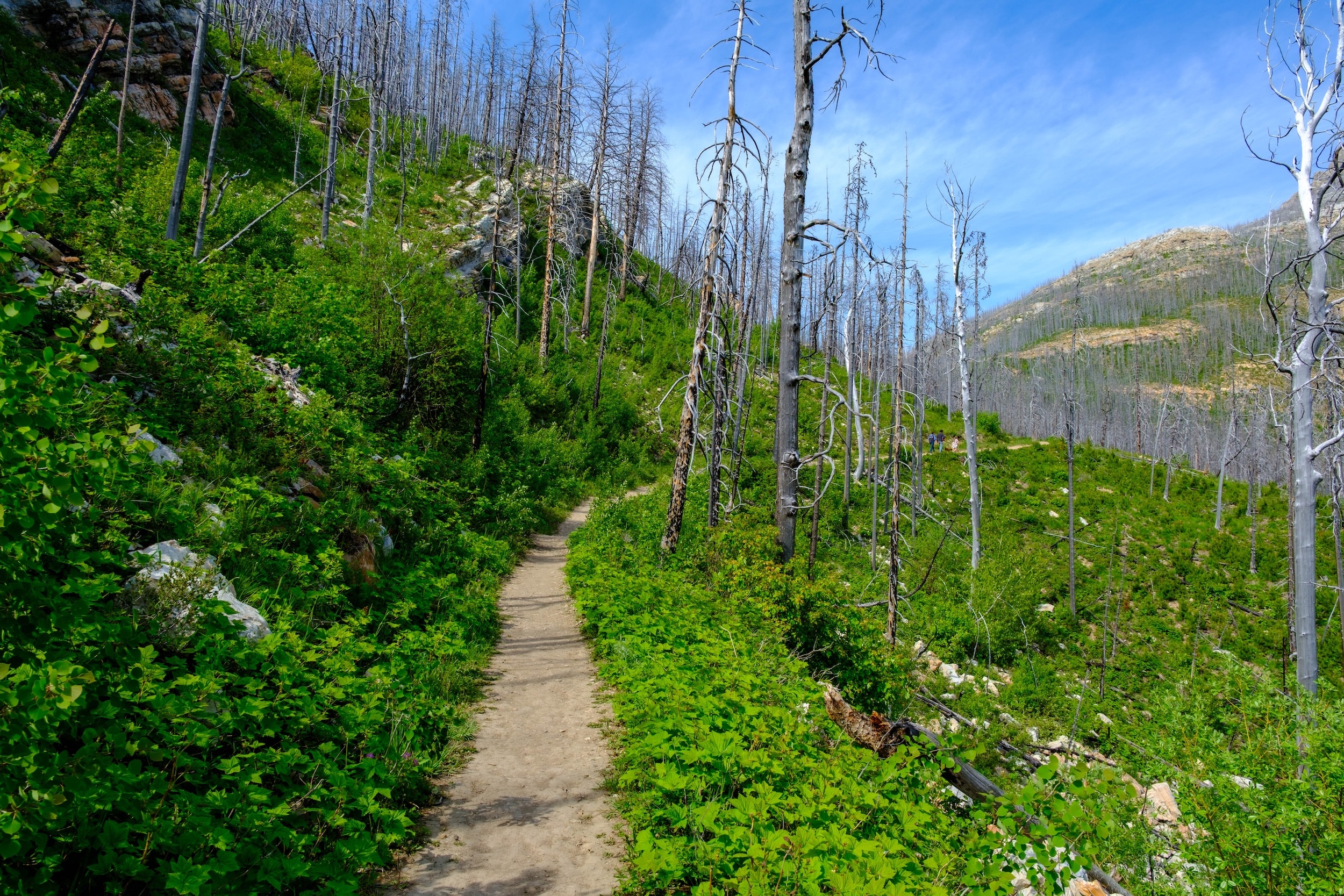 Uphill on Crandell Lake Trail