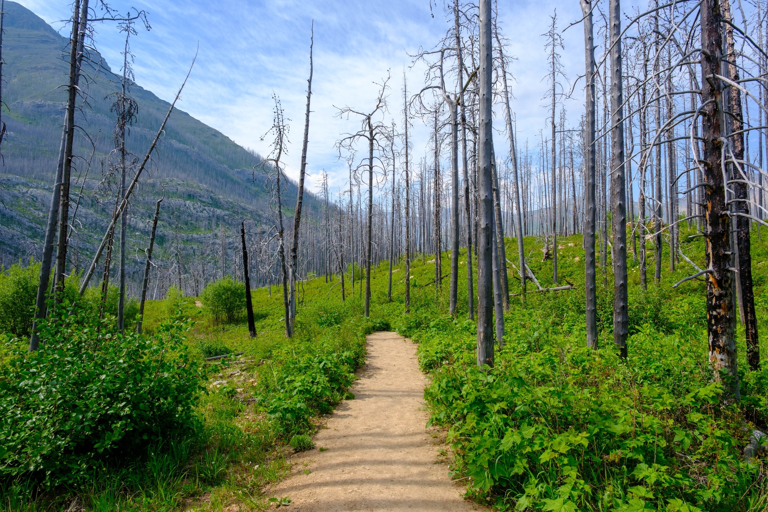 Flat Path On Crandell Lake Trail