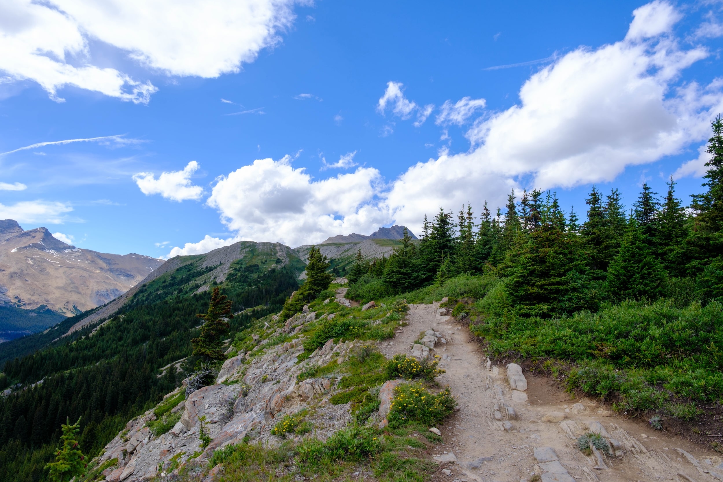 Wilcox Pass trail entering alpine