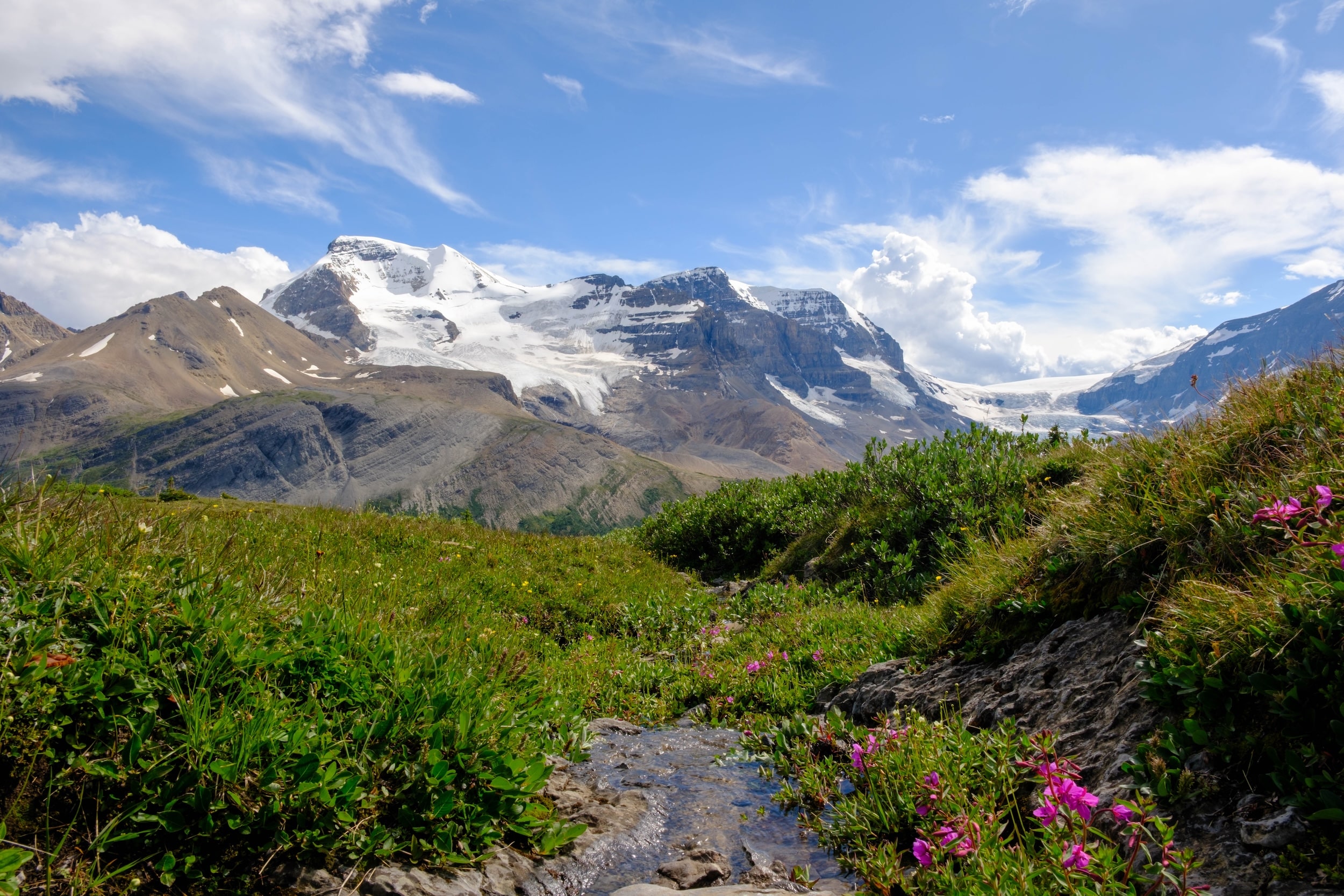 Flowers on Wilcox Pass trail