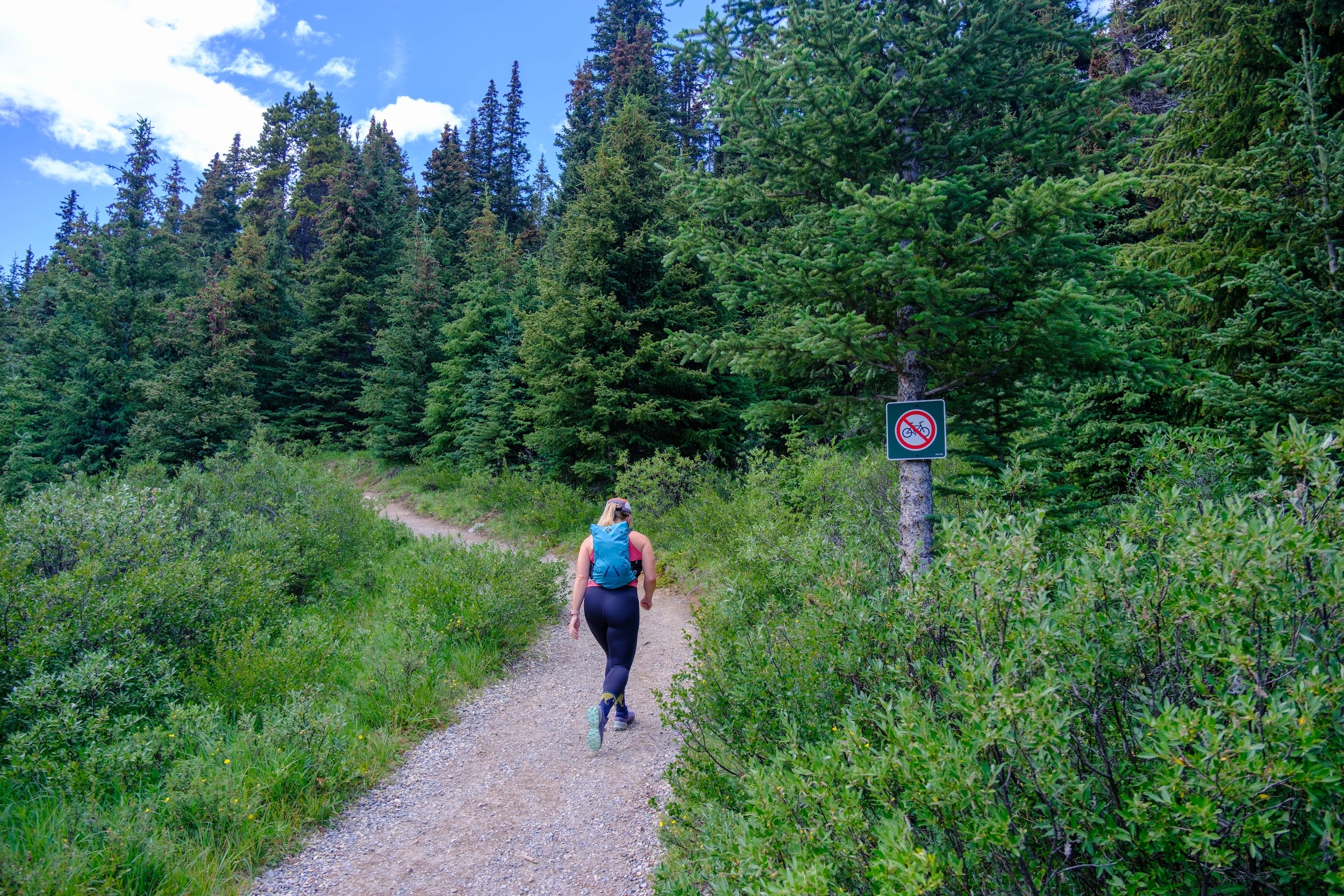 Wilcox Pass Trail Start