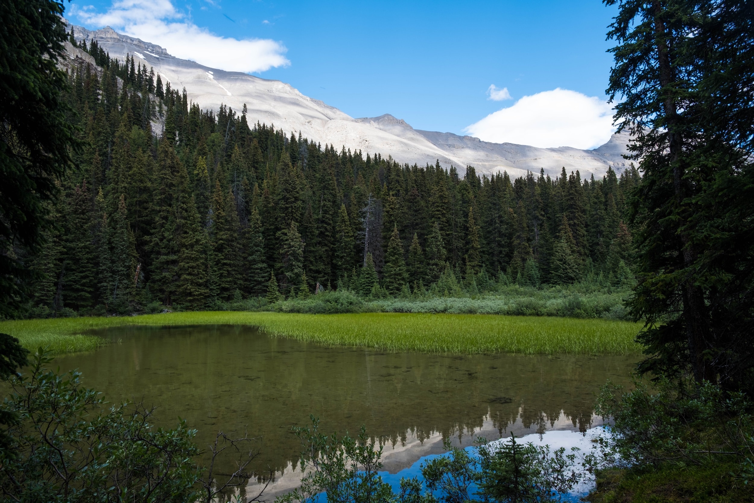 Pond off Wilcox Pass Trail