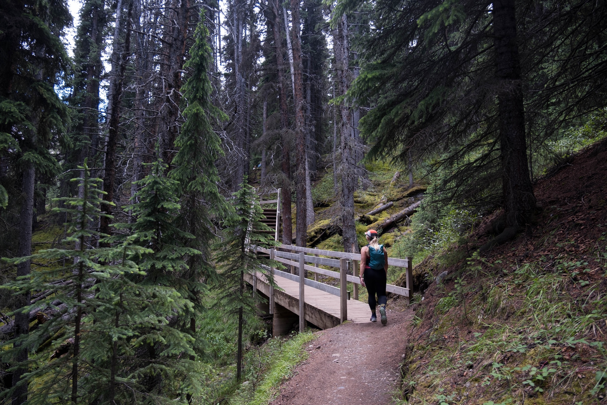 steps along Wilcox pass trail