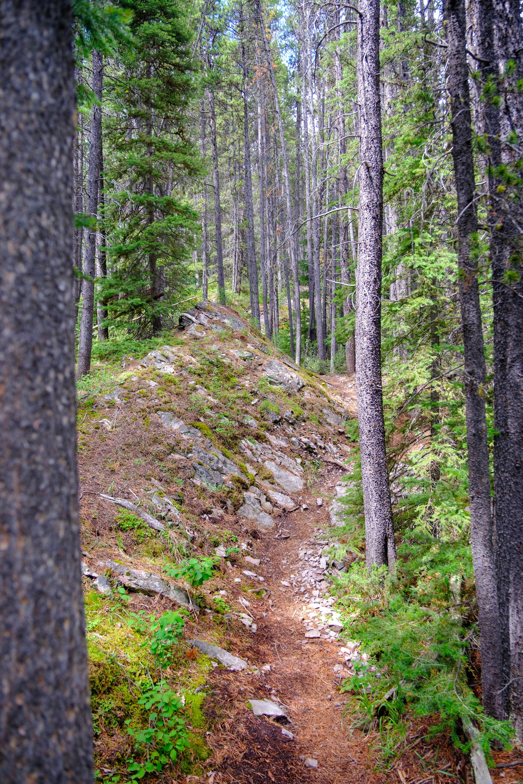 South Lawson Peak Trail