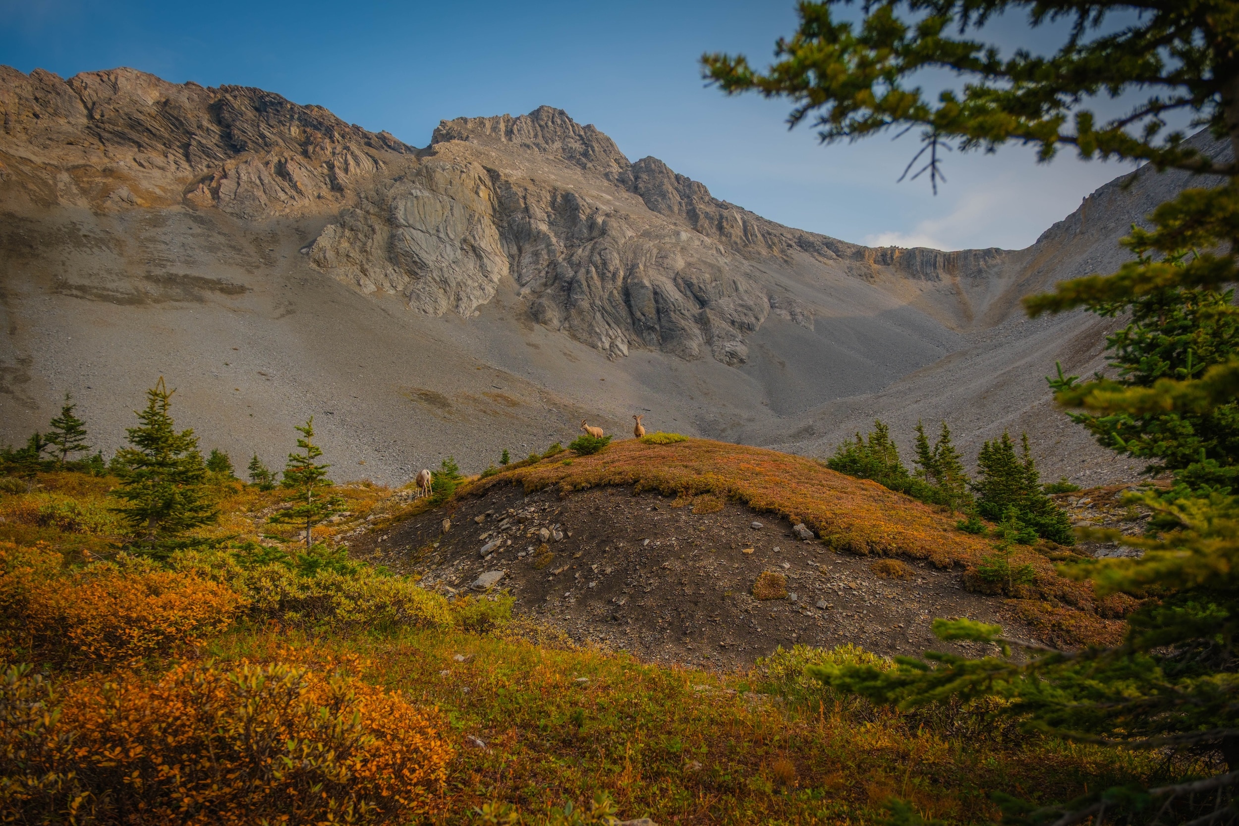 Bighorn Sheep on Buller Pass cirque