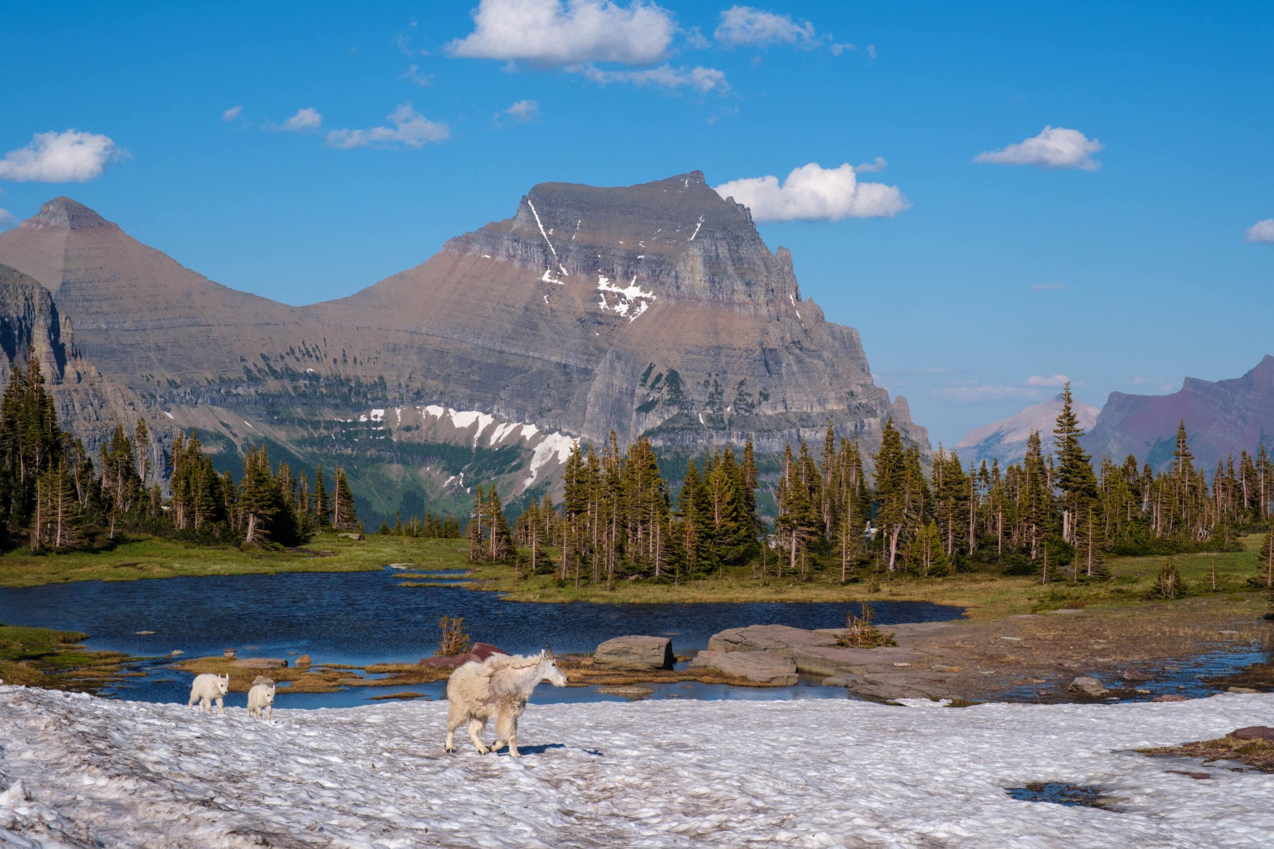 Alpine Goats Logan PAss Glacier National Park