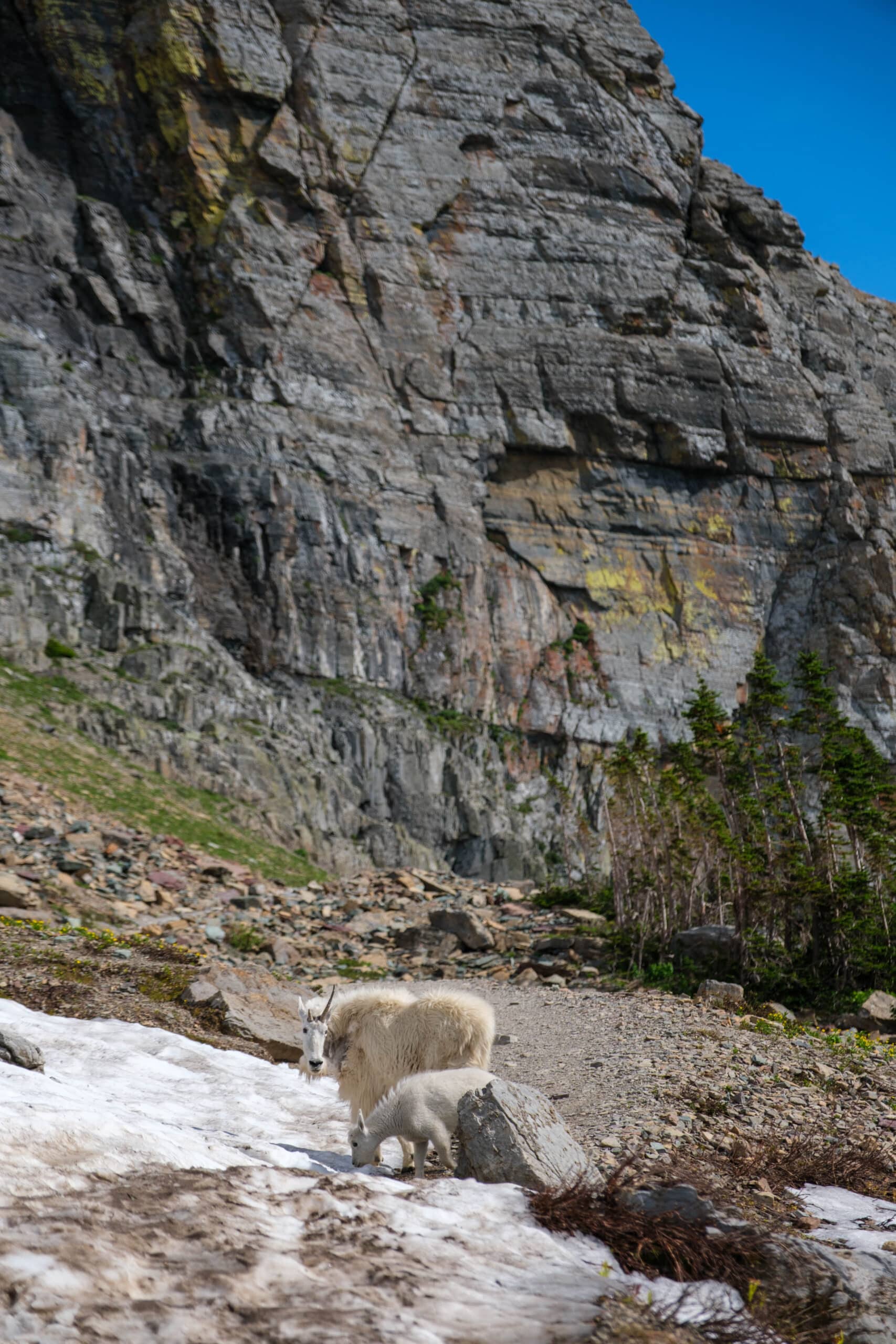 Goats On Highline Trail Glacier National Park