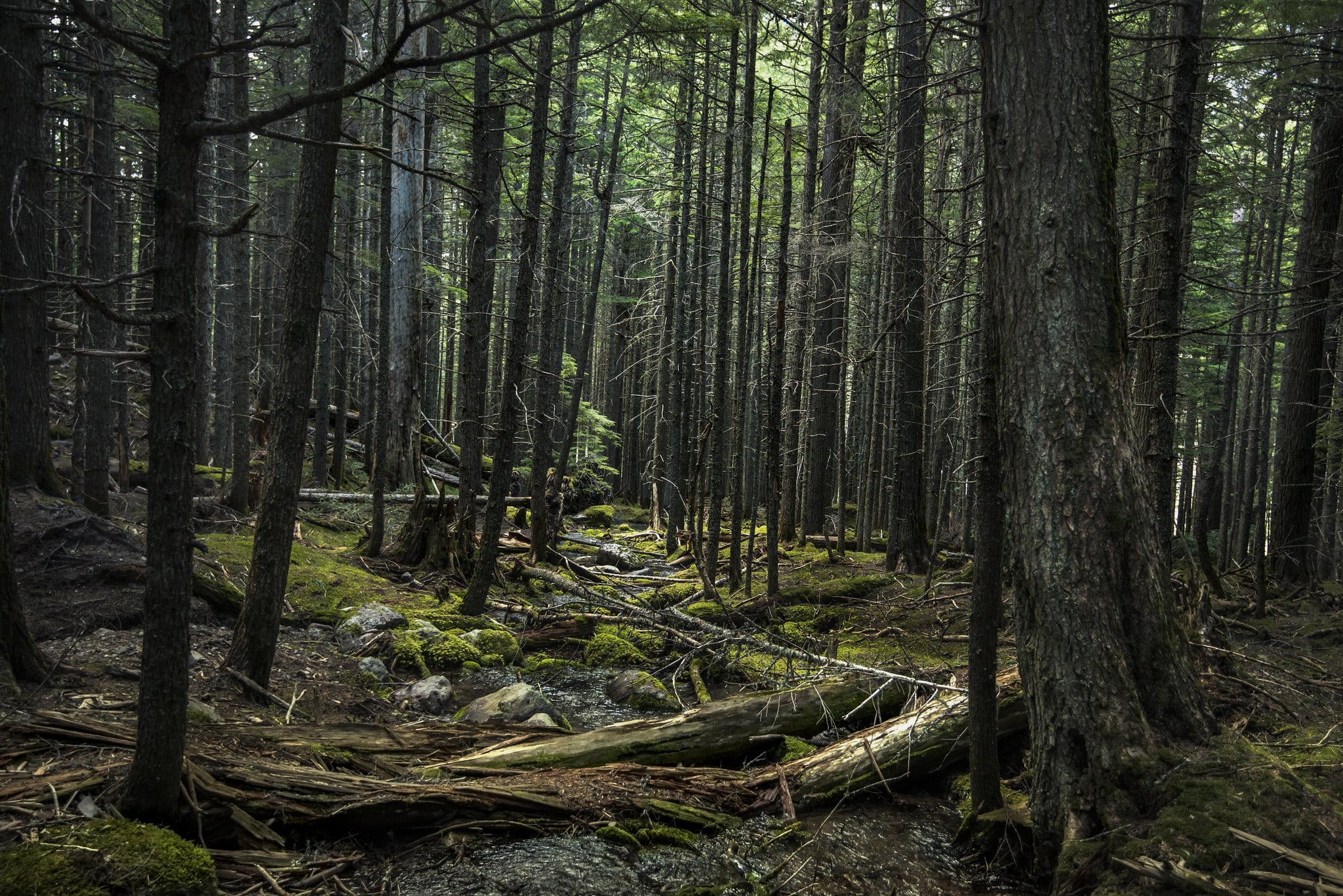 Cedars - Glacier National Park